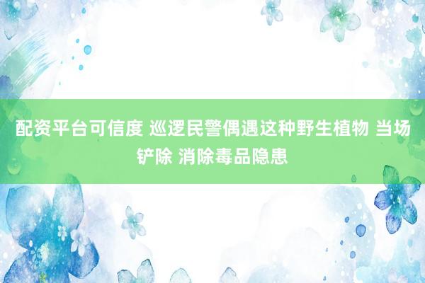 配资平台可信度 巡逻民警偶遇这种野生植物 当场铲除 消除毒品隐患